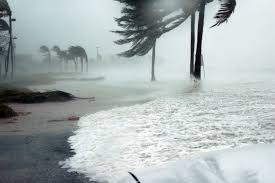 hurricane storm blowing palm trees on beach