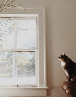 tabby cat looking out of impact window