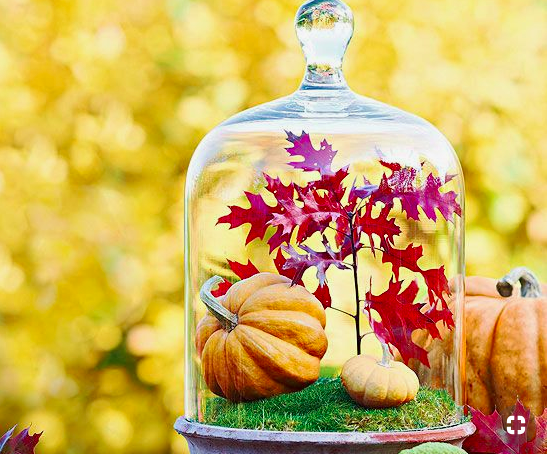 red and orange fall themed terrarium