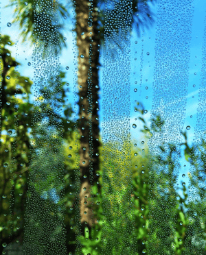 condensation droplets on window pane with palm tree in background