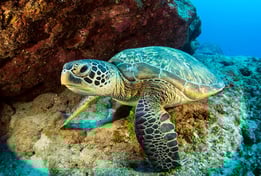 Sea Turtle