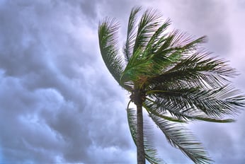 cloudy beach palm tree blowing in wind