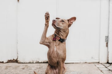 tan short hair dog raising paw