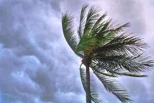 Prepare for a Tropical Storm